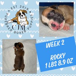 Rocky - Fawn male Boxer puppy in Jupiter, Florida from CJM Boston and Boxer Puppies
