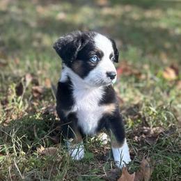 Boy 1 - Black tri male Miniature Australian Shepherd puppy in Greenville, South Carolina from QC Homestead Miniature Australian Shepherds