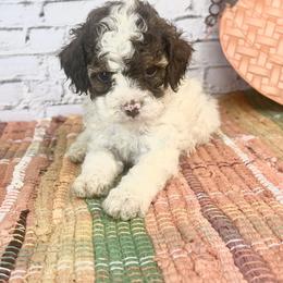 Dusty - Brown and white male Cockapoo puppy in Moulton, Iowa from Shondel Puppy Paws