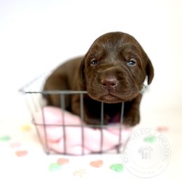 Labrador Retriever Puppies from RPAs Priceless Labradors