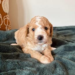 Pumpkin - Red female Bernedoodle puppy in High Point, North Carolina from Kingsfield Doodles