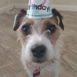 Belle - Jack Russell Terrier