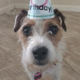 Belle - Jack Russell Terrier