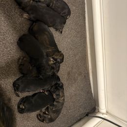 Donner - Black and red female German Shepherd puppy in Beaverdam, Virginia from B&R Kennel