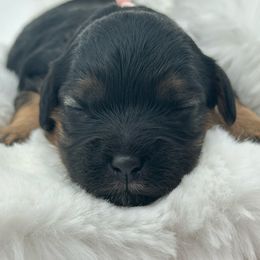 Miss Pink - Black and white female Cavapoo puppy in Georgetown, Texas from Mc Doodles of Texas LLC