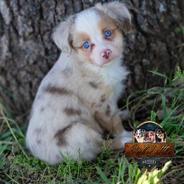 Mopsy - Red merle female Miniature Australian Shepherd puppy in Granbury, Texas from Best Little Aussies
