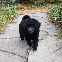 Poodle Puppies from Anna-Ash Poodles
