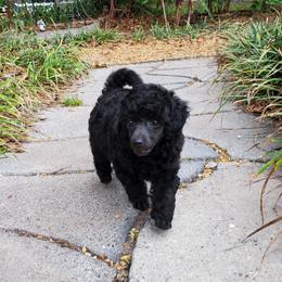 Poodle Puppies from Anna-Ash Poodles