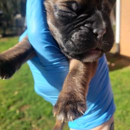 Boxer Puppies from SmashBox Kennel