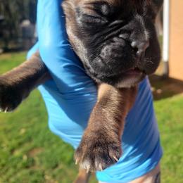 Boxer Puppies from SmashBox Kennel