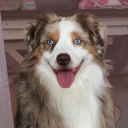 Kimchi - Miniature Australian Shepherd