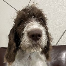 Tan collar- Clancy - Sporty Mix puppy in Snowflake, Arizona from Az Mountain Doodles