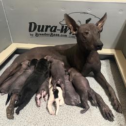 Xchaman fantasy - Xoloitzcuintli
