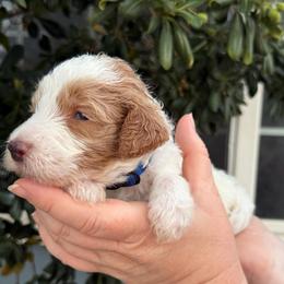 Anthony - Parti male Goldendoodle puppy in Barstow, California from Golden Desert Doodles