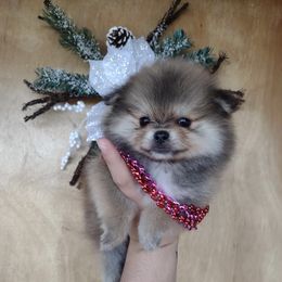 Pomeranians from Once Upon A Puff