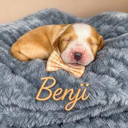 Benji - Caramel red male Australian Labradoodle puppy in Ponchatoula, Louisiana from Cajun Land Doodles