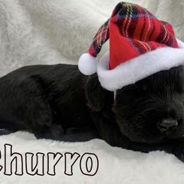 Goldendoodle Puppies from Lena’s “Baby Beans” and “Christmas Cookies”