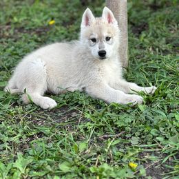 Siberian Husky Puppies from Tevana Siberians LLC