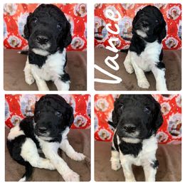 Poodle Puppies from Wonderland Kennel