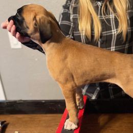 Boxer Puppies from Rose’s Supercharged Boxers
