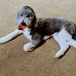 Grace - Goldendoodle