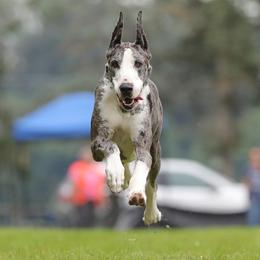 Great Danes from Shimmer Great Danes