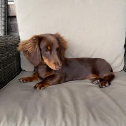 Gigi - Dachshund