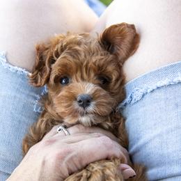 Assorted Doodle Crosses, Aussiedoodle, Golden Aussiedoodle, Goldendoodle, and Sheepadoodle Puppies from Goldendoodledoo Farms