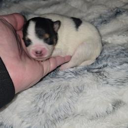 Morocco - Black and tan parti female Pomeranian puppy in Angleton, Texas from Pomeranian Palace, LLC