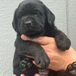 Fern - Black female Labrador Retriever puppy in Clinton, New York from Skyline Hill Labradors