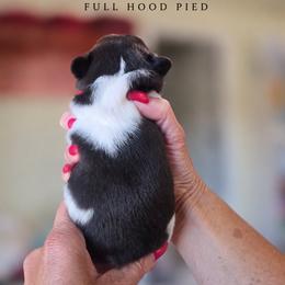 French Bulldog Puppies from Scherners Frenchie Frenz