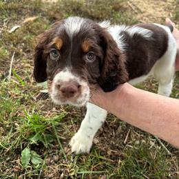 Light Blue Collar Male - Tri-Roan male English Springer Spaniel puppy in Henagar, Alabama from Windy Oak Kennels