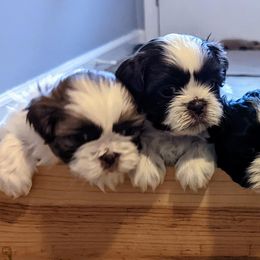 Shih Tzus from Terri's Shih Tzus