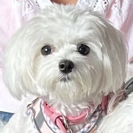 Maltese from Majestex Maltese