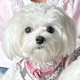 Maltese from Majestex Maltese