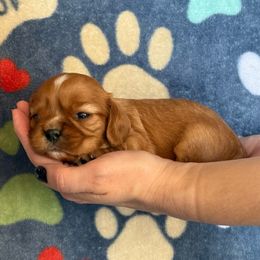Boy 1 - Ruby Cavalier King Charles Spaniel puppy in Racine County, Wisconsin from Hough's Danes