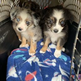 Miniature Australian Shepherd Puppies from 3J Farms Mini Aussies