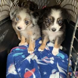 Miniature Australian Shepherd Puppies from 3J Farms Mini Aussies
