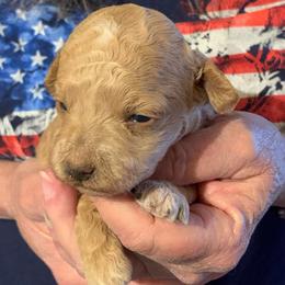 Clover - Apricot female Goldendoodle puppy in Haddam, Kansas from Golden B Acres