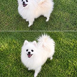 Lily - Pomeranian