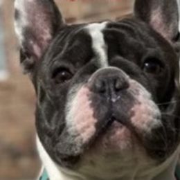 French Bulldogs from T & L French bulldog