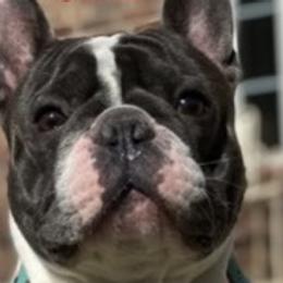 French Bulldogs from T & L French bulldog