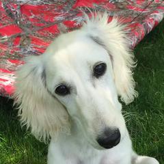 Saluki Puppies from Kushiel Salukis