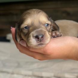 Georgia - Cream female Dachshund puppy in Coeymans Hollow, New York from Dachshunds of the Hollow