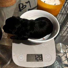 Yorkipoo Puppies from Yorkiepoo