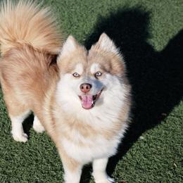 Nala - Pomsky