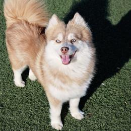 Nala - Pomsky
