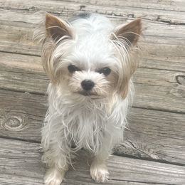 Finn - Yorkshire Terrier