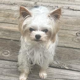 Finn - Yorkshire Terrier