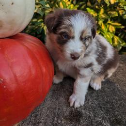 Australian Shepherd Puppies from Blosenski Aussies